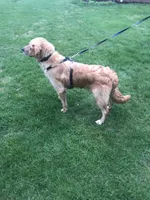 Daisy, a female Golden Retriever for sale in Plain City, OH – Photo 4 of 6