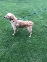Daisy, a female Golden Retriever for sale in Plain City, OH – Photo 5 of 6