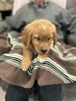 Brownie, a male Golden Retriever for sale in Plain City, OH – Photo 1 of 6
