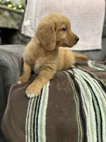 Brownie, a male Golden Retriever for sale in Plain City, OH – Photo 5 of 6