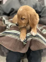 Brownie, a male Golden Retriever for sale in Plain City, OH – Photo 4 of 6