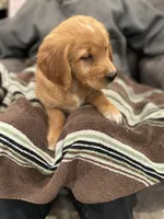 Brownie, a male Golden Retriever for sale in Plain City, OH – Photo 6 of 6