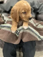Brownie, a male Golden Retriever for sale in Plain City, OH – Photo 3 of 6