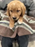 Brownie, a male Golden Retriever for sale in Plain City, OH – Photo 2 of 6