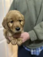 Moose, a male Golden Retriever for sale in Plain City, OH – Photo 3 of 3