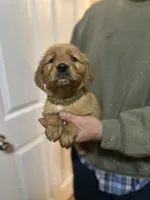 Moose, a male Golden Retriever for sale in Plain City, OH – Photo 2 of 3