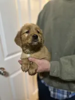 Moose, a male Golden Retriever for sale in Plain City, OH – Photo 1 of 3