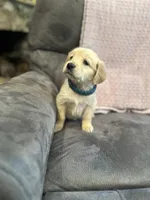 Gus, a male Golden Retriever for sale in Plain City, OH – Photo 1 of 2