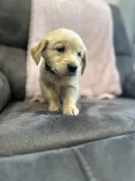 Gus, a male Golden Retriever for sale in Plain City, OH – Photo 2 of 2