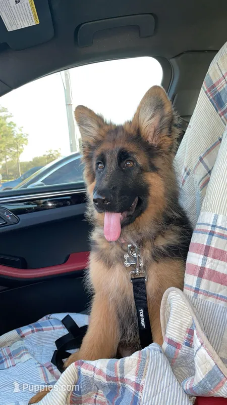 Unamed – German Shepherd Dog puppy for sale in Sarasota, FL