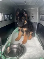 Unamed, a  German Shepherd Dog for sale in Sarasota, FL – Photo 2 of 2