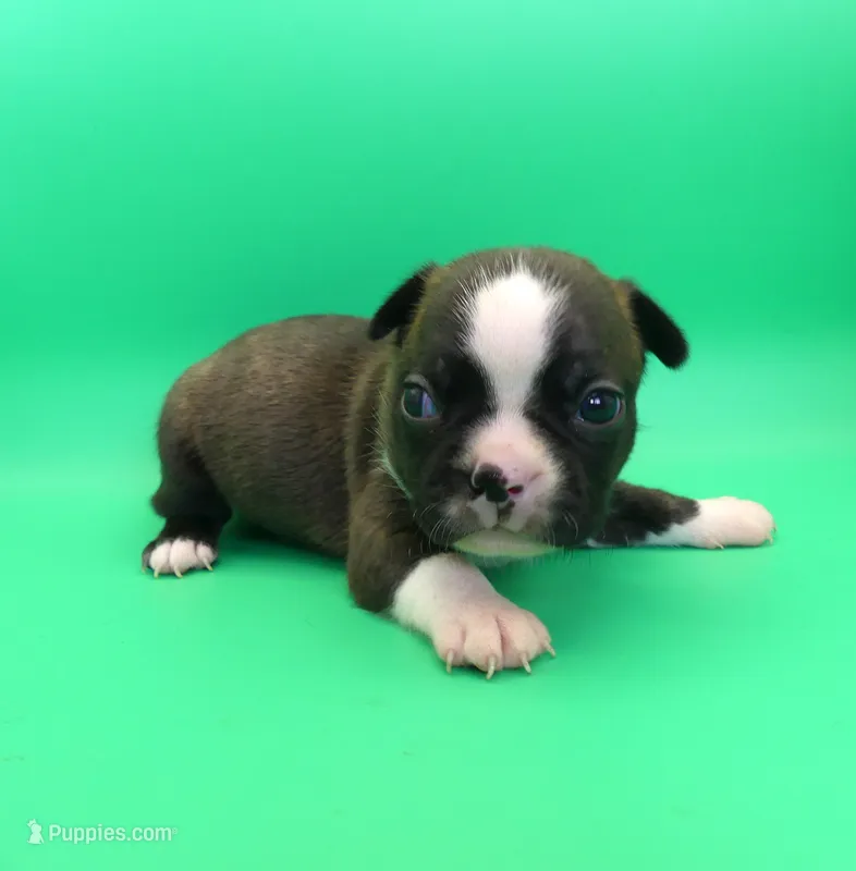 FEMALE 1 – Boston Terrier puppy for sale in Brunswick, GA