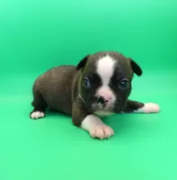 FEMALE 1, a female Boston Terrier for sale in Brunswick, GA – 2 of 7