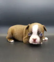 FEMALE 3, a female Boston Terrier for sale in Brunswick, GA – 2 of 7