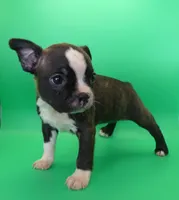Dark Brindle Female, a female Boston Terrier for sale in Brunswick, GA – 6 of 8