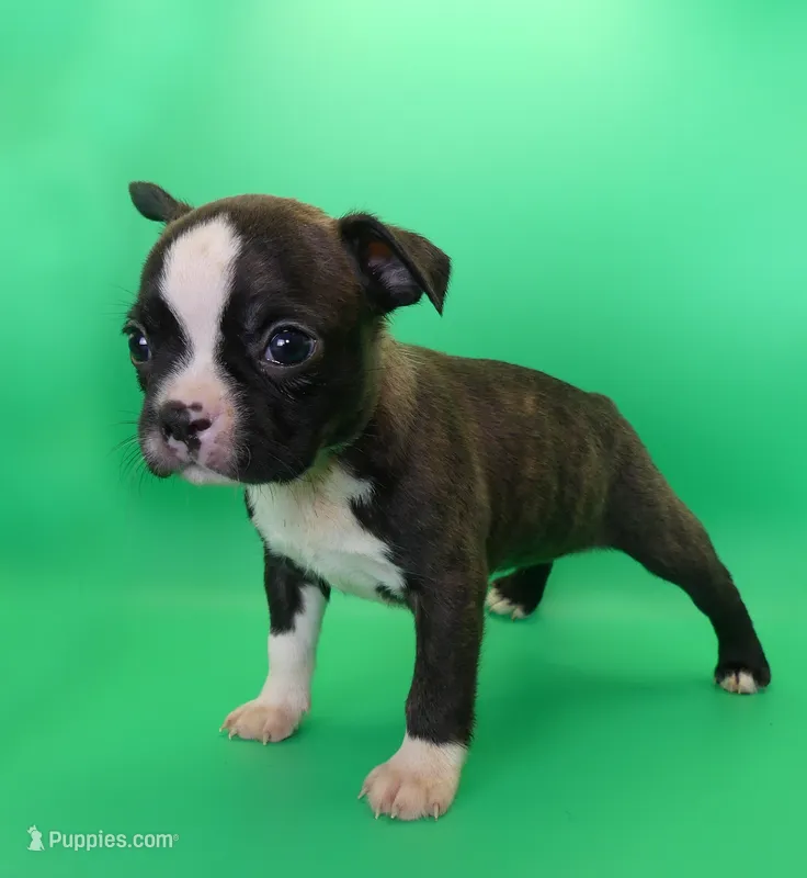 Dark Brindle Female – Boston Terrier puppy for sale in Brunswick, GA