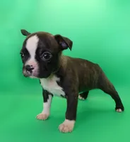 Dark Brindle Female, a female Boston Terrier for sale in Brunswick, GA – 1 of 8