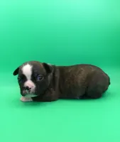 FEMALE 1, a female Boston Terrier for sale in Brunswick, GA – 4 of 7