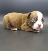 FEMALE 3, a female Boston Terrier for sale in Brunswick, GA – 3 of 7