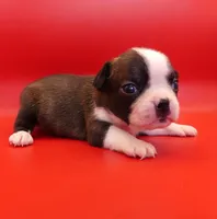Female 2, a female Boston Terrier for sale in Brunswick, GA – 6 of 7