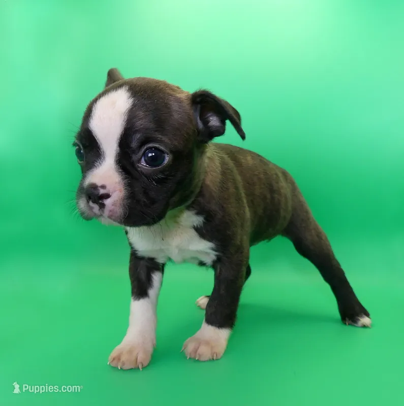FEMALE 1 – Boston Terrier puppy for sale in Brunswick, GA
