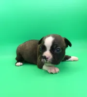 FEMALE 1, a female Boston Terrier for sale in Brunswick, GA – 7 of 7