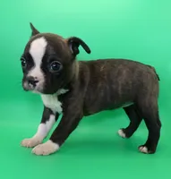 Dark Brindle Female, a female Boston Terrier for sale in Brunswick, GA – 3 of 8