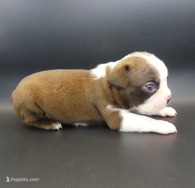 MALE 2 – Boston Terrier puppy for sale in Brunswick, GA