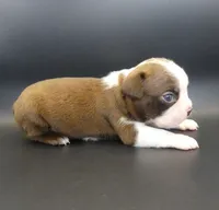 MALE 2, a male Boston Terrier for sale in Brunswick, GA – 1 of 5