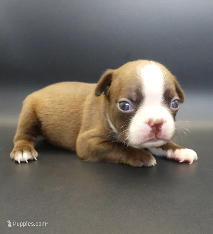FEMALE 3 – Boston Terrier puppy for sale in Brunswick, GA