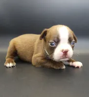 FEMALE 3, a female Boston Terrier for sale in Brunswick, GA – 7 of 7
