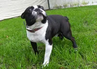 Bubbles, a male Boston Terrier for sale in Brunswick, GA – 5 of 7