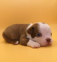MALE 1, a male Boston Terrier for sale in Brunswick, GA – 5 of 7