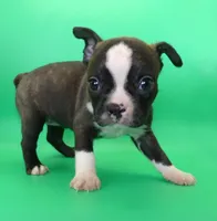 Dark Brindle Female, a female Boston Terrier for sale in Brunswick, GA – 7 of 8