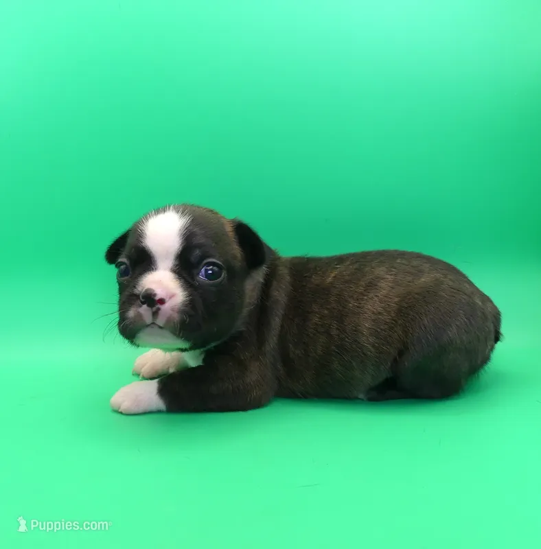 FEMALE 1 – Boston Terrier puppy for sale in Brunswick, GA