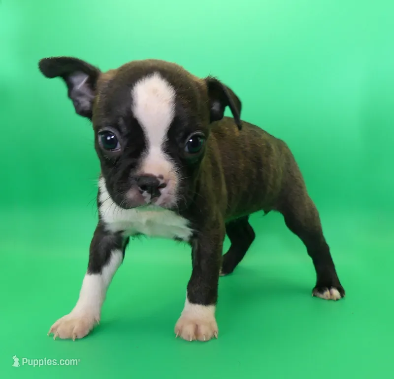 FEMALE 1 – Boston Terrier puppy for sale in Brunswick, GA