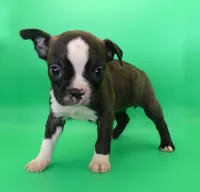 Dark Brindle Female, a female Boston Terrier for sale in Brunswick, GA – 2 of 8
