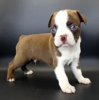 Dark Chocolate Male, a male Boston Terrier for sale in Brunswick, GA – 2 of 7