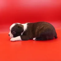 Female 2, a female Boston Terrier for sale in Brunswick, GA – 3 of 7
