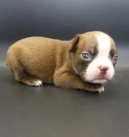 FEMALE 3, a female Boston Terrier for sale in Brunswick, GA – 5 of 7