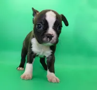 Dark Brindle Female, a female Boston Terrier for sale in Brunswick, GA – 5 of 8