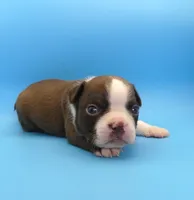 Male 3, a male Boston Terrier for sale in Brunswick, GA – 4 of 7