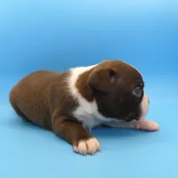 Male 3, a male Boston Terrier for sale in Brunswick, GA – 2 of 7