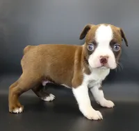 Dark Chocolate Male, a male Boston Terrier for sale in Brunswick, GA – 7 of 7