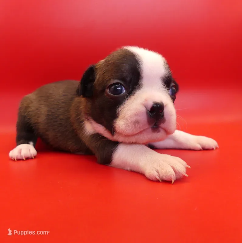 FEMALE 2 – Boston Terrier puppy for sale in Brunswick, GA