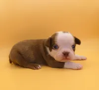 MALE 1, a male Boston Terrier for sale in Brunswick, GA – 3 of 7