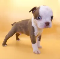 Light Chocolate Male, a male Boston Terrier for sale in Brunswick, GA – 2 of 4