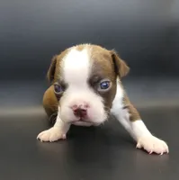 MALE 2, a male Boston Terrier for sale in Brunswick, GA – 3 of 5