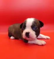 Female 2, a female Boston Terrier for sale in Brunswick, GA – 2 of 7