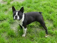 Bubbles, a male Boston Terrier for sale in Brunswick, GA – 4 of 7